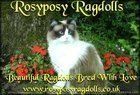 Rosyposy Ragdolls