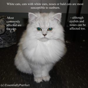 Cat Facts by EssentiallyPurrfect 4
