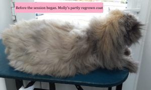 20160601_141636B Molly 010616 text befre the session